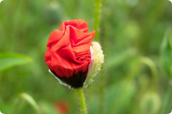 Klatschmohn