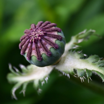 Klatschmohn