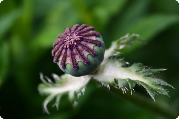 Klatschmohn