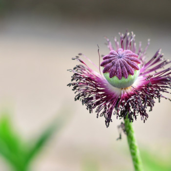 poppy