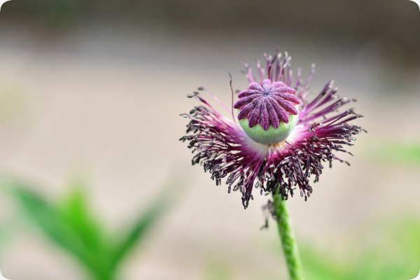 Klatschmohn