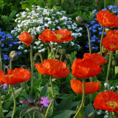 Klatschmohn