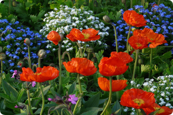 Klatschmohn