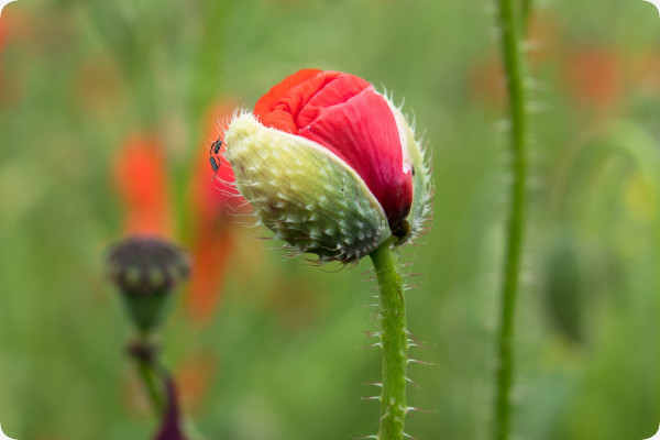 Klatschmohn