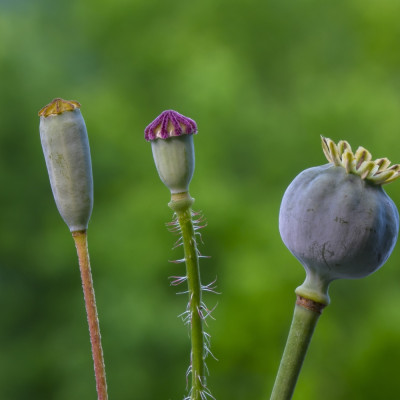 Klatschmohn