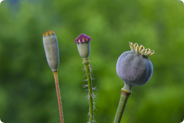 Klatschmohn