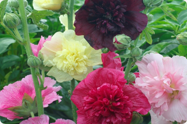 Hollyhocks - Mix