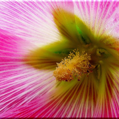 Hollyhocks - Mix
