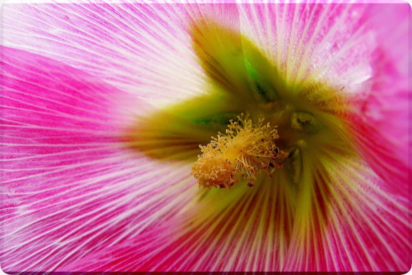 Hollyhocks - Mix