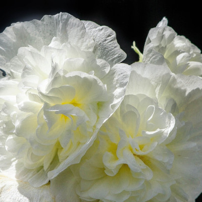 Hollyhocks - Mix