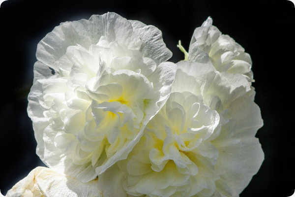 Hollyhocks - Mix