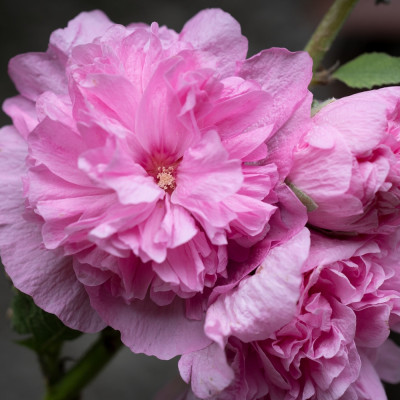 Hollyhocks - Mix