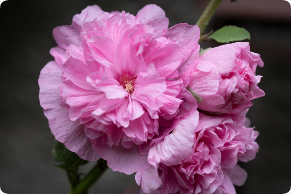 Hollyhocks - Mix