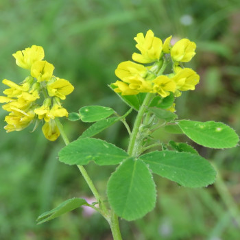 Fenugreek