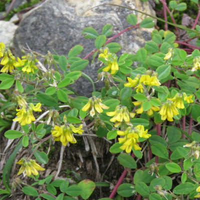 Fenugreek