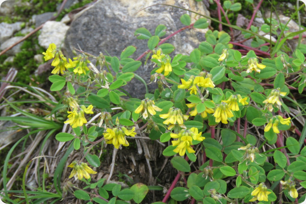 Fenugreek