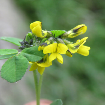 Fenugreek