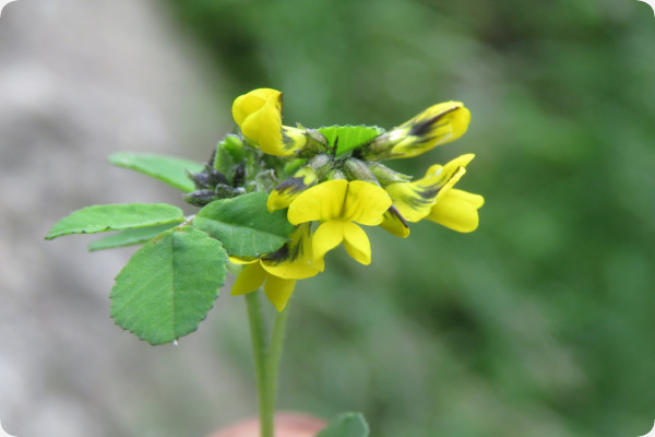 Fenugreek