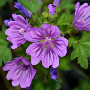 Wild mallow