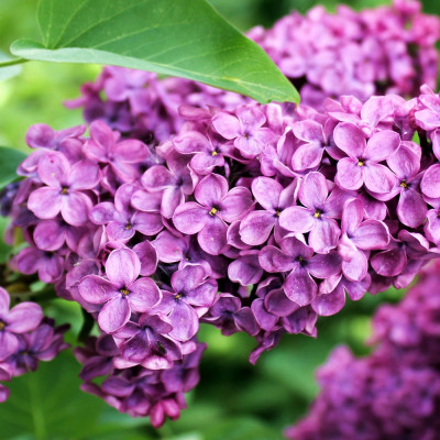 lilac