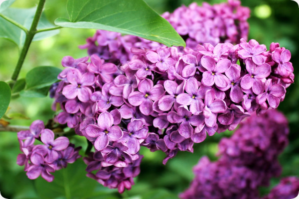 lilac