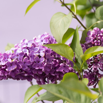 lilac