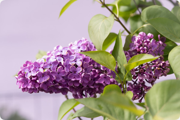 lilac