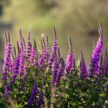 Purple loosestrife