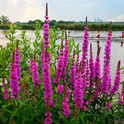 Blutweiderich