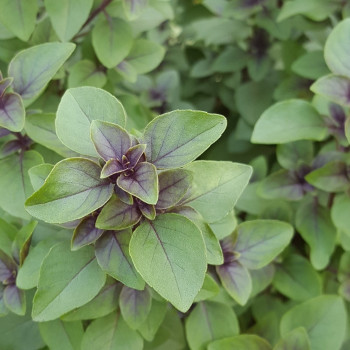 Holy Tulsi Basil
