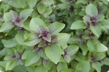 Holy Tulsi basil