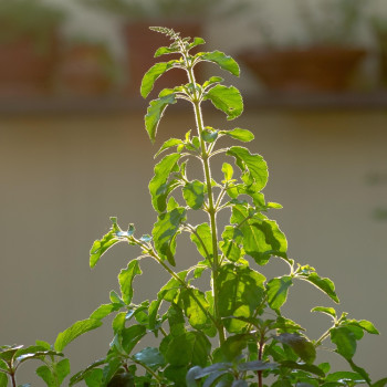 Holy Tulsi Basil