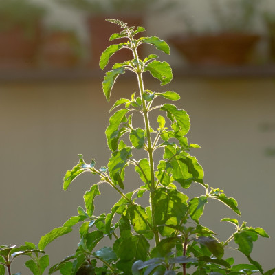 Heiliges Tulsi Basilikum