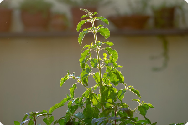 Heiliges Tulsi Basilikum