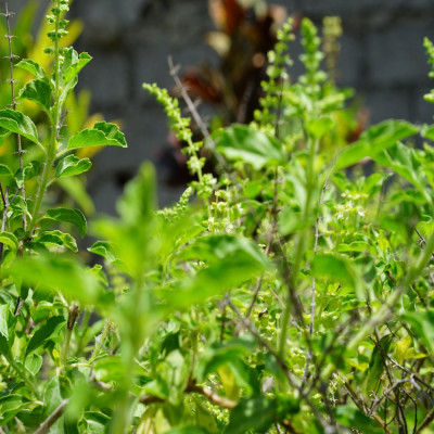 Heiliges Tulsi Basilikum
