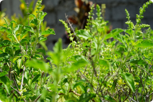 Heiliges Tulsi Basilikum