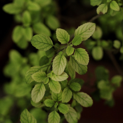 Heiliges Tulsi Basilikum
