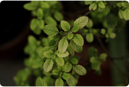 Heiliges Tulsi Basilikum