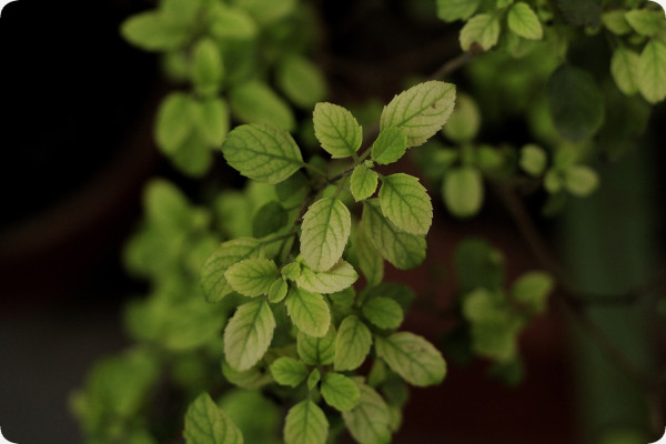 Heiliges Tulsi Basilikum