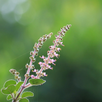 Heiliges Tulsi Basilikum