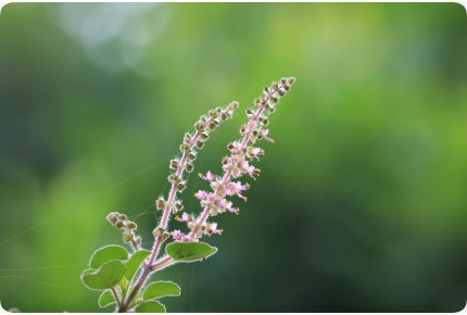Heiliges Tulsi Basilikum