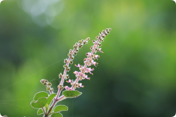 Heiliges Tulsi Basilikum
