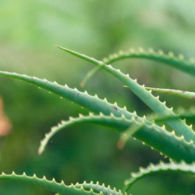 Echte Aloe