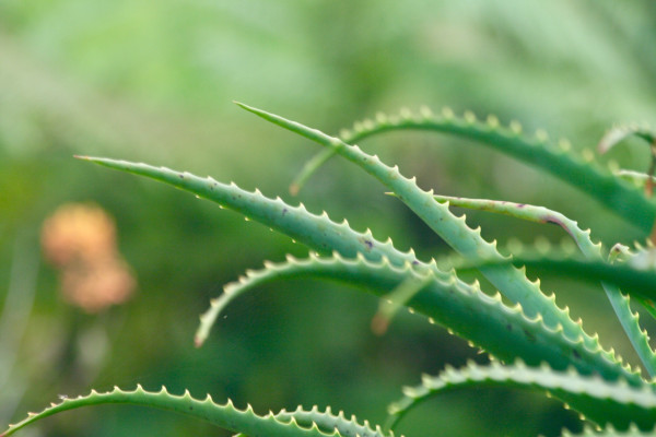 Echte Aloe