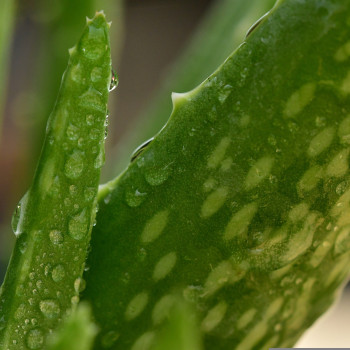 Real Aloe