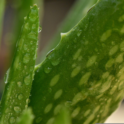 Echte Aloe