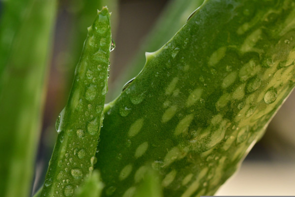 Echte Aloe