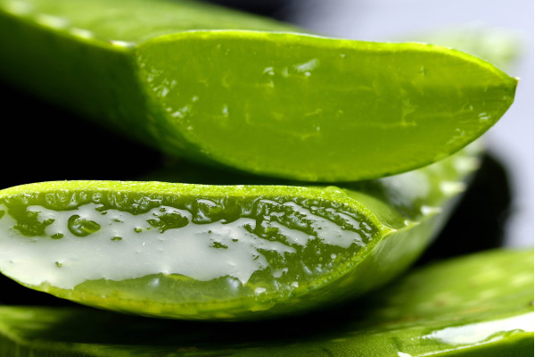 Echte Aloe