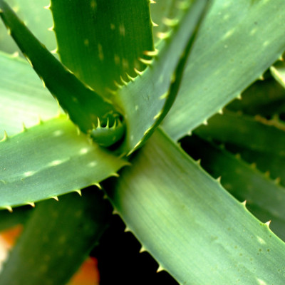 Echte Aloe