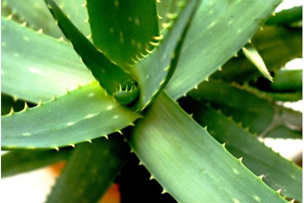 Echte Aloe
